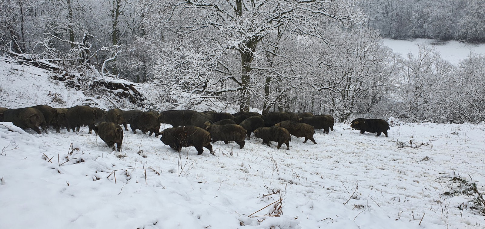 porcs-noirs-bigorre-site